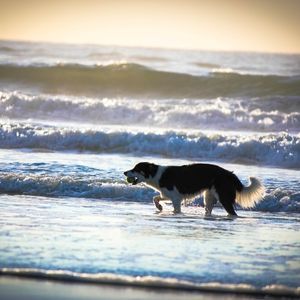 Dog Friendly Family Vacations in the Northeast - Dog in surf in Wildwood, NJ