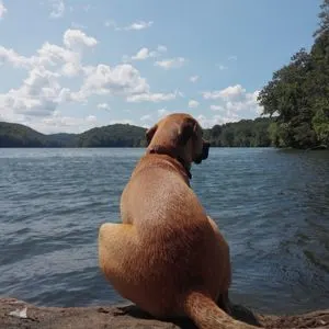 Dog looking out at lake