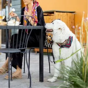 Happyoodles.com Dog sitting next to a table in a restaurant
