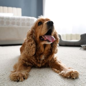 Cheap Vacations With a Pet: Budget Friendly Ideas - Cocker Spaniel on hotel floor. 
