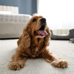 Cheap Vacations With a Pet: Budget Friendly Ideas - Cocker Spaniel on hotel floor. 