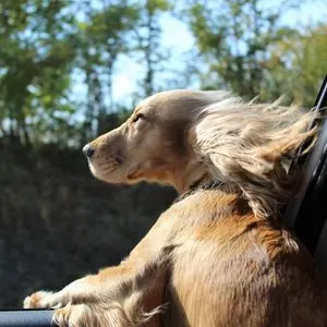 Dog with head out of car window