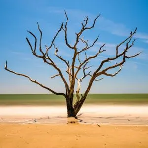 Lone tree on beach in Edisto Beach, South Carolina