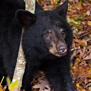 Picture of black bear at SNP