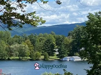 Lake George Kayak Co. - A Dog Friendly Review - View of LG