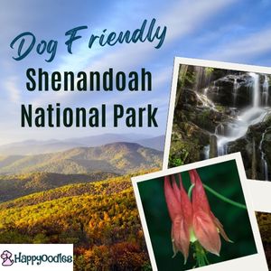 Dog Friendly Guide to Shenandoah National Park Title Pic with photos of Shenandoah mountains, waterfalls and spring flowers