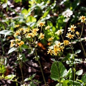 Dog Friendly Shenandoah National Park - Wildflowers in park