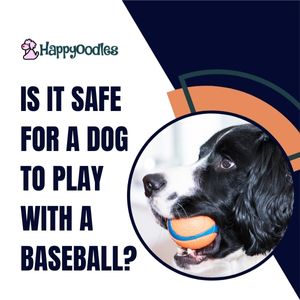 Is It Safe For A Dog To Play With A Baseball?
