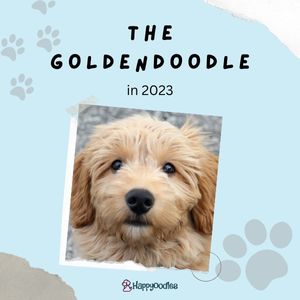 Goldendoodles - Get Up to Date Facts - 2023