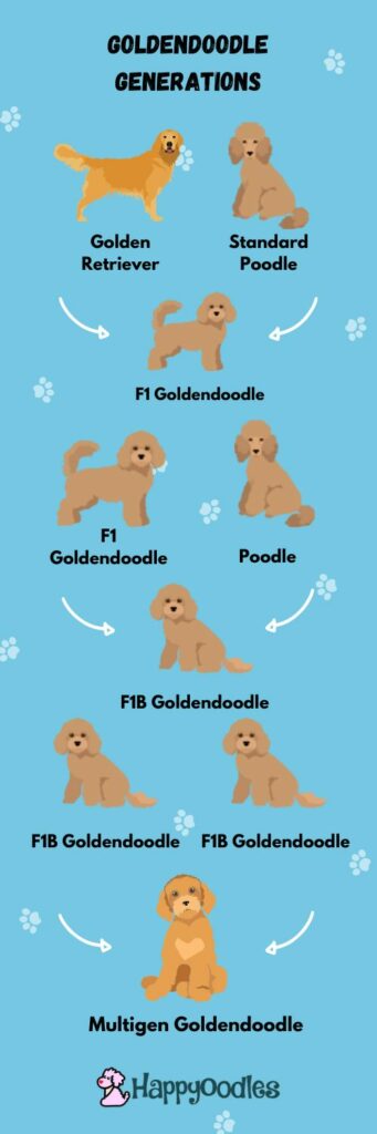 Happyoodles.com Goldendoodles Generation Chart