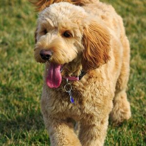 Goldendoodle playing in grass
