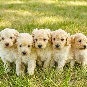 Cream Puppy Goldendoodles