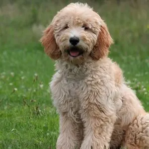 Red parti poodle Golden crossbreed