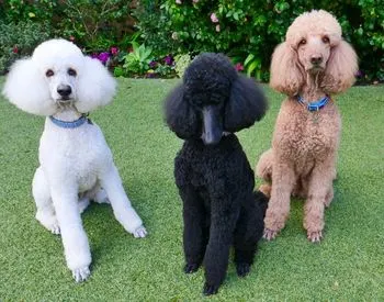 White, black and cafe colored poodles