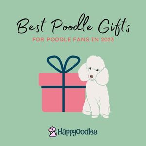 Best Poodle Gift Ideas: For Poodle Fans in 2022
