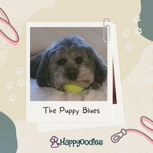 Puppy Blues: Dealing with the Regret Of Getting A Puppy  picture of Bella, the cause of our puppy blues