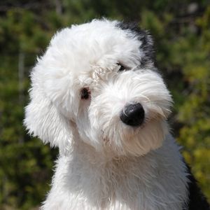 Black and White Goldendoodle