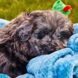 Best Places To Find a Goldendoodle Puppy - Black Goldendoodle puppy