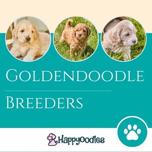 Happyoodles.com goldendoodle breeders title pic