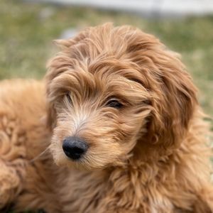 Goldendoodle puppy in grass