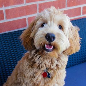 Best Places To Find a Goldendoodle Puppy - Cream goldendoodle