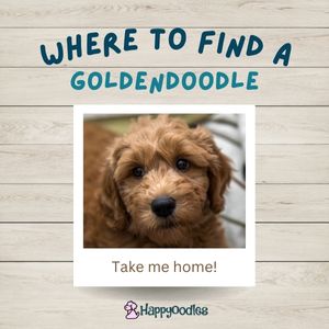 Best Places To Find a Goldendoodle Puppy - Happyoodles.com 