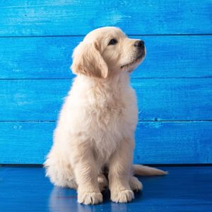 What is the difference between the English and American Goldendoodle? - English Cream Golden Retriever