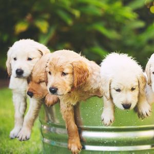 Golden Retrievers in Shades of Cream and Golden