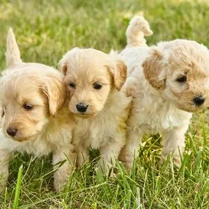 Three golden doodle puppies in grass