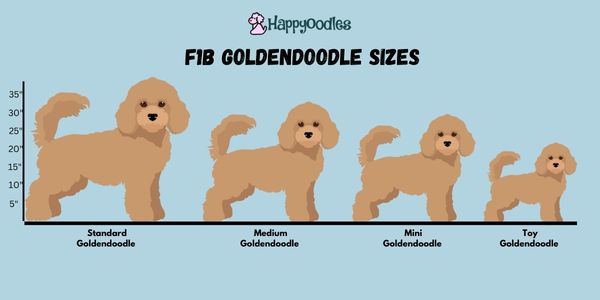 F1B Goldendoodle size chart by Happyoodles.com 