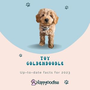 Toy Goldendoodle: Updated facts for 2023