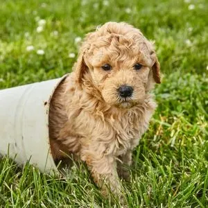 Toy Goldendoodle: Updated facts for 2023 - Goldendoodle puppy