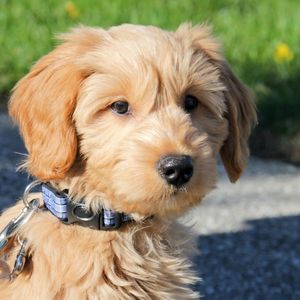 Goldendoodle Price: What Does a Goldendoodle Cost in 2023? doodle outside on leash