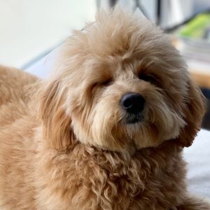 How to find a Goldendoodle Rescue in Michigan (MI)?