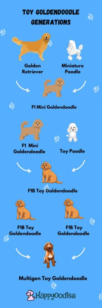 Toy Goldendoodle Generation Infographic