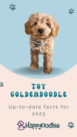 Toy Goldendoodle pin 