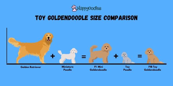 Toy Goldendoodle Size chart