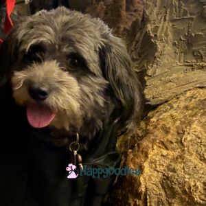 Bella in her carrier at Luray Caverns - Happyoodles.com 