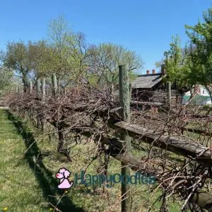 Vineyard in Shenandoah Valley 0 Happyoodles.com