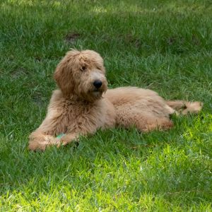 5 Best Goldendoodle Rescue in New Jersey (NJ) - Goldendoodle in Grass