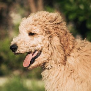 Goldendoodle side view