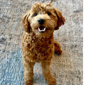 Best Goldendoodle Rescue in Indiana (IN) - puppy looking at camera