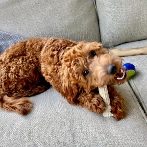 Best Goldendoodle Rescue in Indiana (IN) -puppy chewing on bone