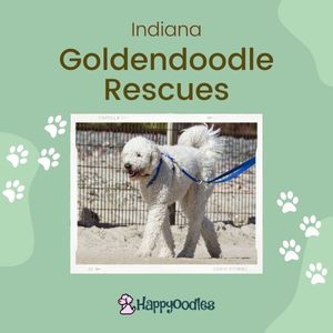 Goldendoodle Rescue: 5 Best Rescues in Indiana