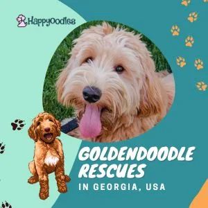 Goldendoodle Rescue: 11 Best Rescues in Georgia (GA) title page with a phot of a Goldendoodle and a cartoon goldendoodle with paw prints on a blue background.