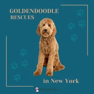 4 Best Goldendoodle Rescue in New York (NY) - Picture of a Goldendoodle against a blue background with paw prints and the title.