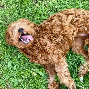 Silly Goldendoodle laying in the grass with their tongue hanging out. 