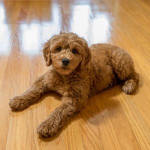 6 Best Goldendoodle Rescue in Pennsylvania (PA)
