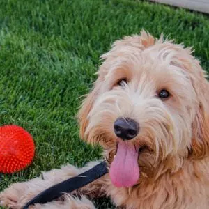 Goldendoodle with red ball