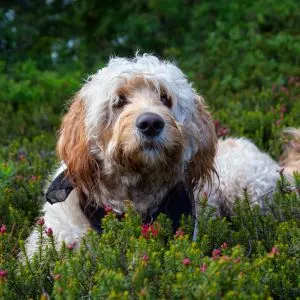 6 Best Goldendoodle Rescue in Pennsylvania (PA)